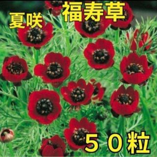 《希少なお花❁⃘*.゜》花の種 《夏咲福寿草》50粒 花の苗 強健(その他)