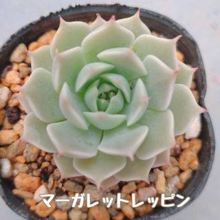 多肉植物　マーガレットレッピン　抜き苗(その他)