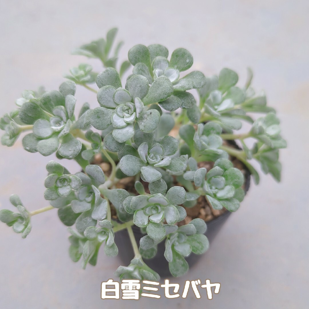 多肉植物　白雪ミセバヤ②　抜き苗 ハンドメイドのフラワー/ガーデン(その他)の商品写真