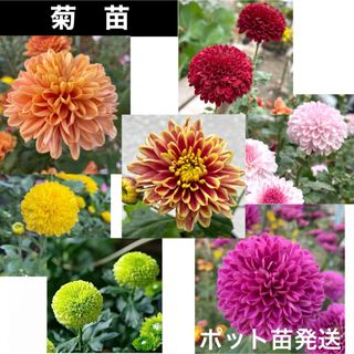 ⭐️菊苗⭐️   コメントにて色の指定をお願いします(その他)