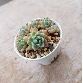 ①多肉植物 セダム ☆気まぐれな レモンライム☆ 抜き苗の通販 by なす ①多肉植物 セダム ☆気まぐれな レモンライム☆ 抜き苗の通販 by なす