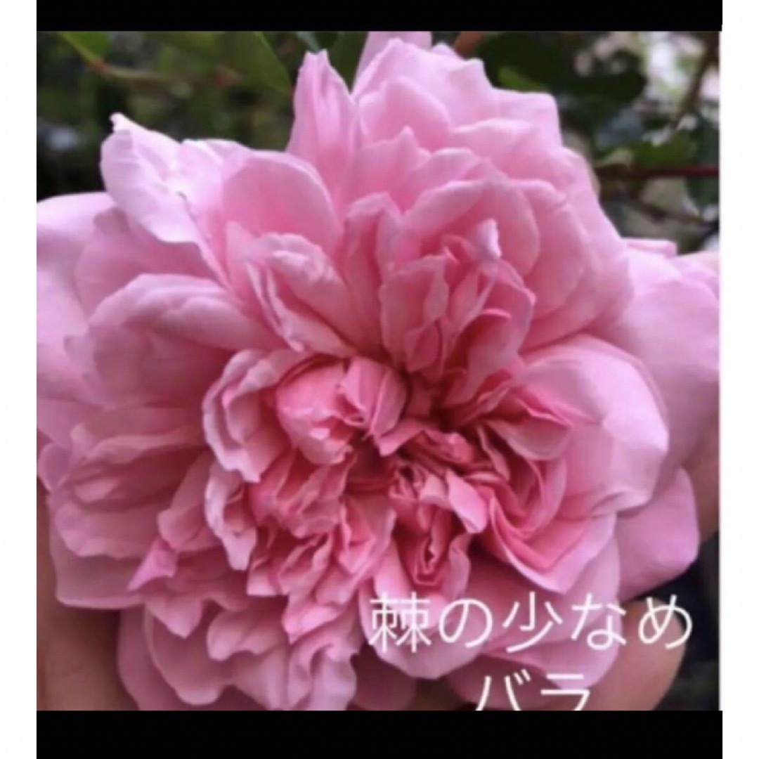 C(ᵔᴥᵔ)バラ♡かわいいお庭♡発根苗♡ガーデニング♡ ハンドメイドのフラワー/ガーデン(その他)の商品写真