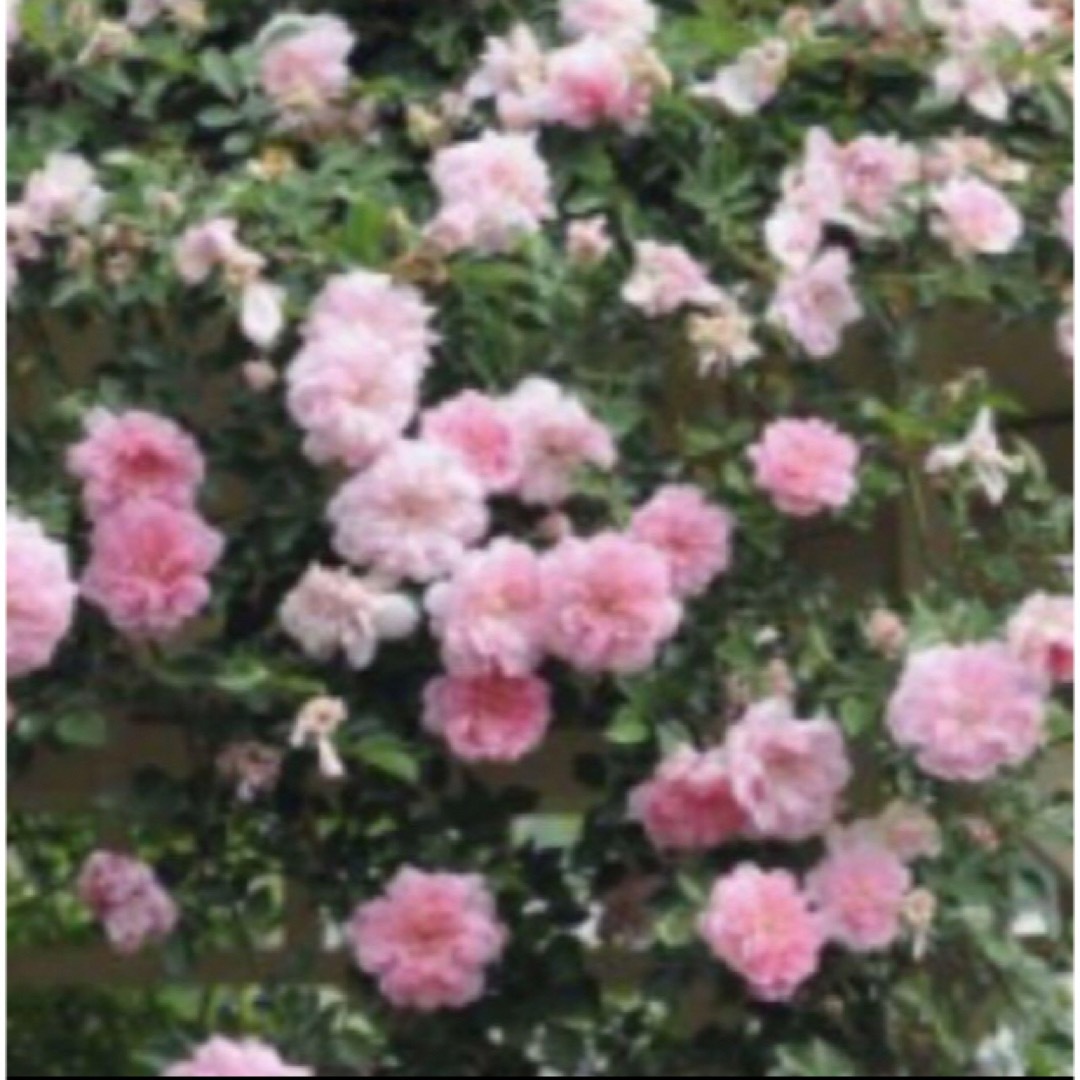 C(ᵔᴥᵔ)バラ♡かわいいお庭♡発根苗♡ガーデニング♡ ハンドメイドのフラワー/ガーデン(その他)の商品写真
