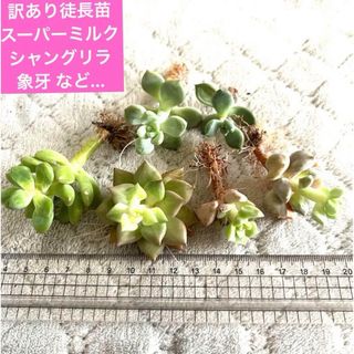 多肉植物 訳あり徒長苗 根っこボーボー 人気苗など(その他)