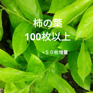 柿の葉　100枚以上(野菜)