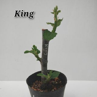 いちじく苗　King キング　1鉢