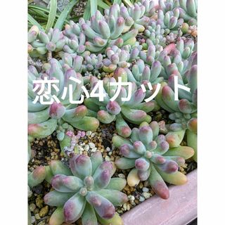 ♥恋心4カット♥　多肉植物(プランター)