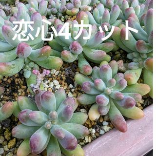 ♥恋心4カット♥　多肉植物(プランター)