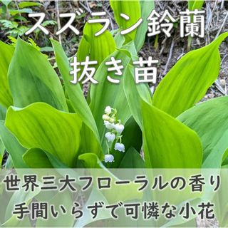 すずらんの根付き苗 3芽 抜き苗 スズラン 鈴欄 耐寒性◎ 耐陰性(その他)