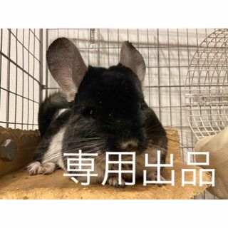 ♡恋♡様専用出品 小動物用乾燥おやつセット(小動物)