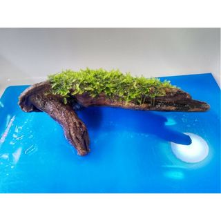 南米ウィローモス　水草付き流木　　おまけ付き(アクアリウム)