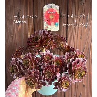 多肉植物　新品種　センポニウム　Sienna シエナ　多頭　抜き苗　大株　B(その他)