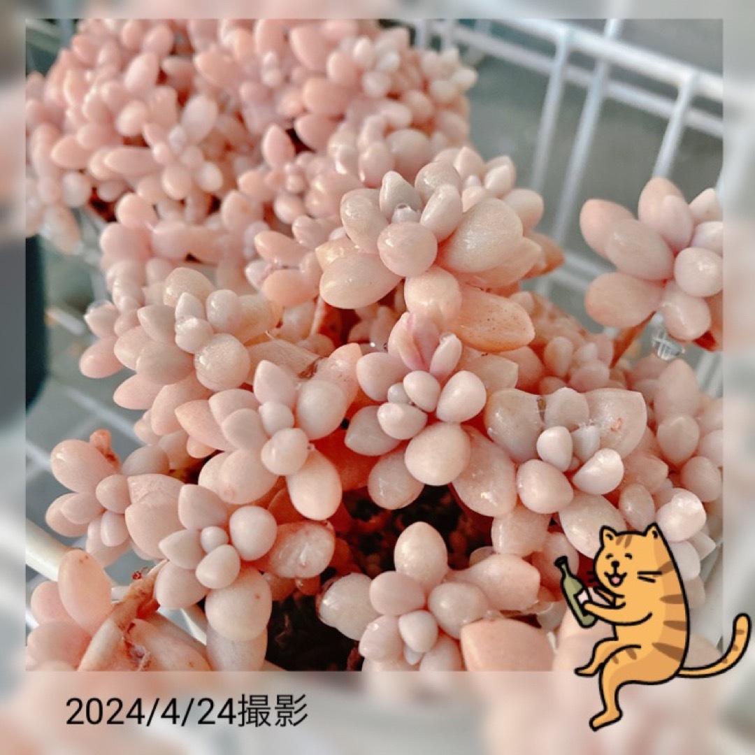 多肉植物　姫秀麗　10本+おまけ　カット苗 ハンドメイドのフラワー/ガーデン(その他)の商品写真