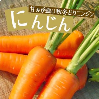 国産無農薬タネ にんじん 家庭菜園 食育 野菜 固定種 人参 国内採取 育成(野菜)