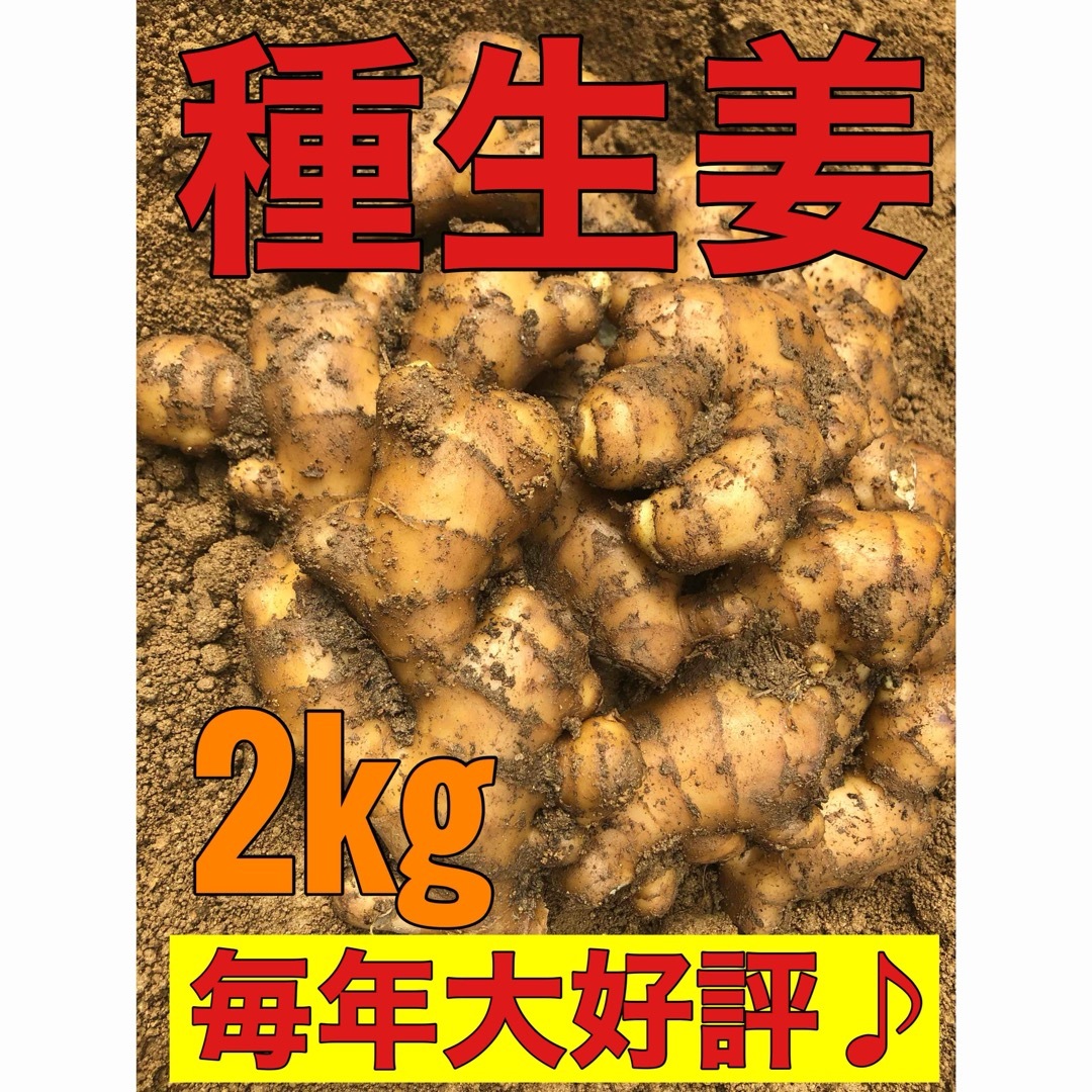 種生姜2kg 食品/飲料/酒の食品(野菜)の商品写真