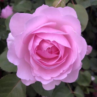 バラ苗 オリビアローズオースチン　ピンクのバラ　ばら苗　薔薇苗