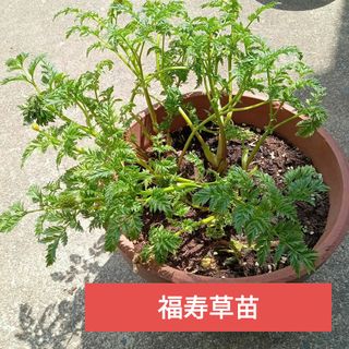 福寿草苗　花は終わりました(リース)