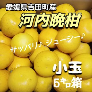 愛媛県産★農家直送★河内晩柑 小玉5キロ箱(フルーツ)