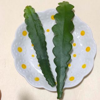 観葉植物　フィッシュボーンカクタス エピフィルム　アングリガー ジグザグカクタス(その他)