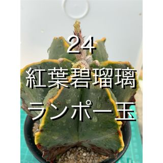 24 紅葉碧瑠璃鸞鳳玉　鉢付　Astrophytum myriostigma(プランター)