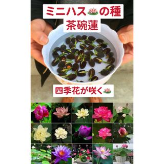 ミニハスの種　茶碗蓮　ハスの種　混色屋内外植付け可能　お得な値段設定　10粒入り(その他)