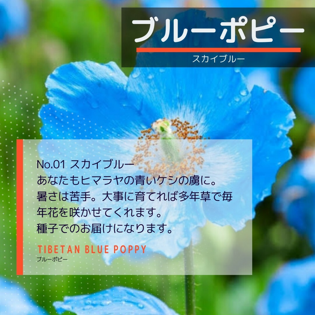 ゆうパケット　ブルーポピー☆スカイブルー☆種子20粒 ハンドメイドのフラワー/ガーデン(その他)の商品写真