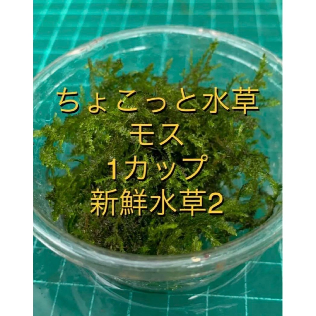 ちょこっと水草　モス1カップ　新鮮水草2種類 その他のペット用品(アクアリウム)の商品写真