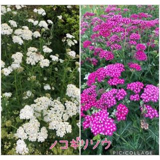 ノコギリソウ　抜き苗　ピンク&白10芽(その他)