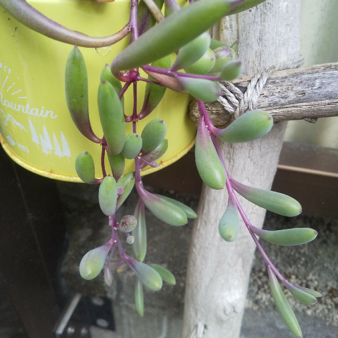 多肉植物 ルビーネックレス カット苗 10㎝ ３本 ハンドメイドのフラワー/ガーデン(その他)の商品写真