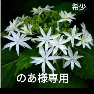 紫陽花の苗(プランター)