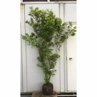 《現品》イロハモミジ　株立ち　樹高1.8ｍ（根鉢含まず）176【紅葉/苗木/植木(その他)