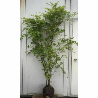 《現品》イロハモミジ　株立ち　樹高1.8ｍ（根鉢含まず）177【紅葉/苗木/植木(その他)