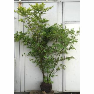 《現品》イロハモミジ　株立ち　樹高1.9ｍ（根鉢含まず）178【紅葉/苗木/植木(その他)