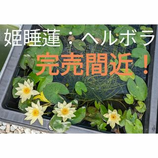 《完売間近》姫睡蓮「ヘルボラ」根茎１個