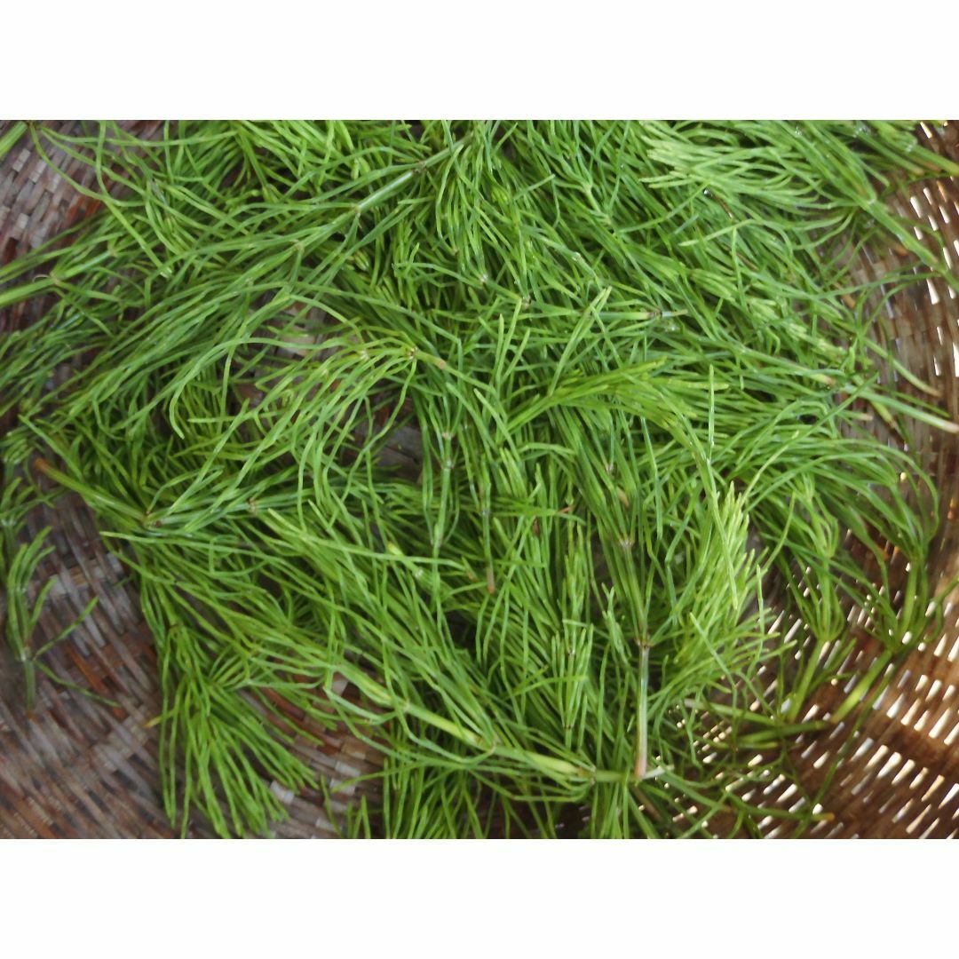 新葉スギナ茶　天日干し・無農薬　野草茶　35g 食品/飲料/酒の飲料(茶)の商品写真