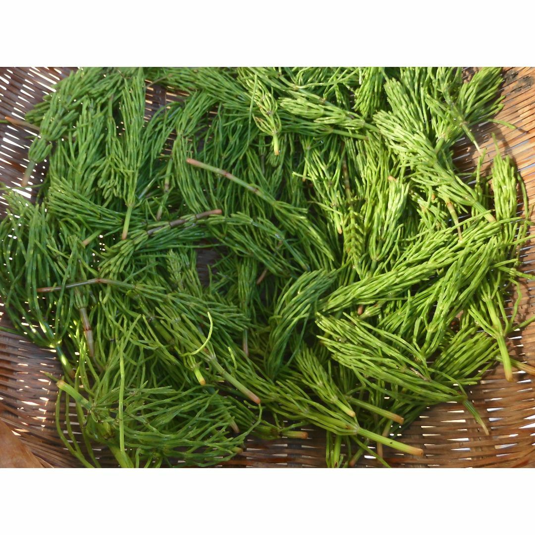 新葉スギナ茶　天日干し・無農薬　野草茶　35g 食品/飲料/酒の飲料(茶)の商品写真