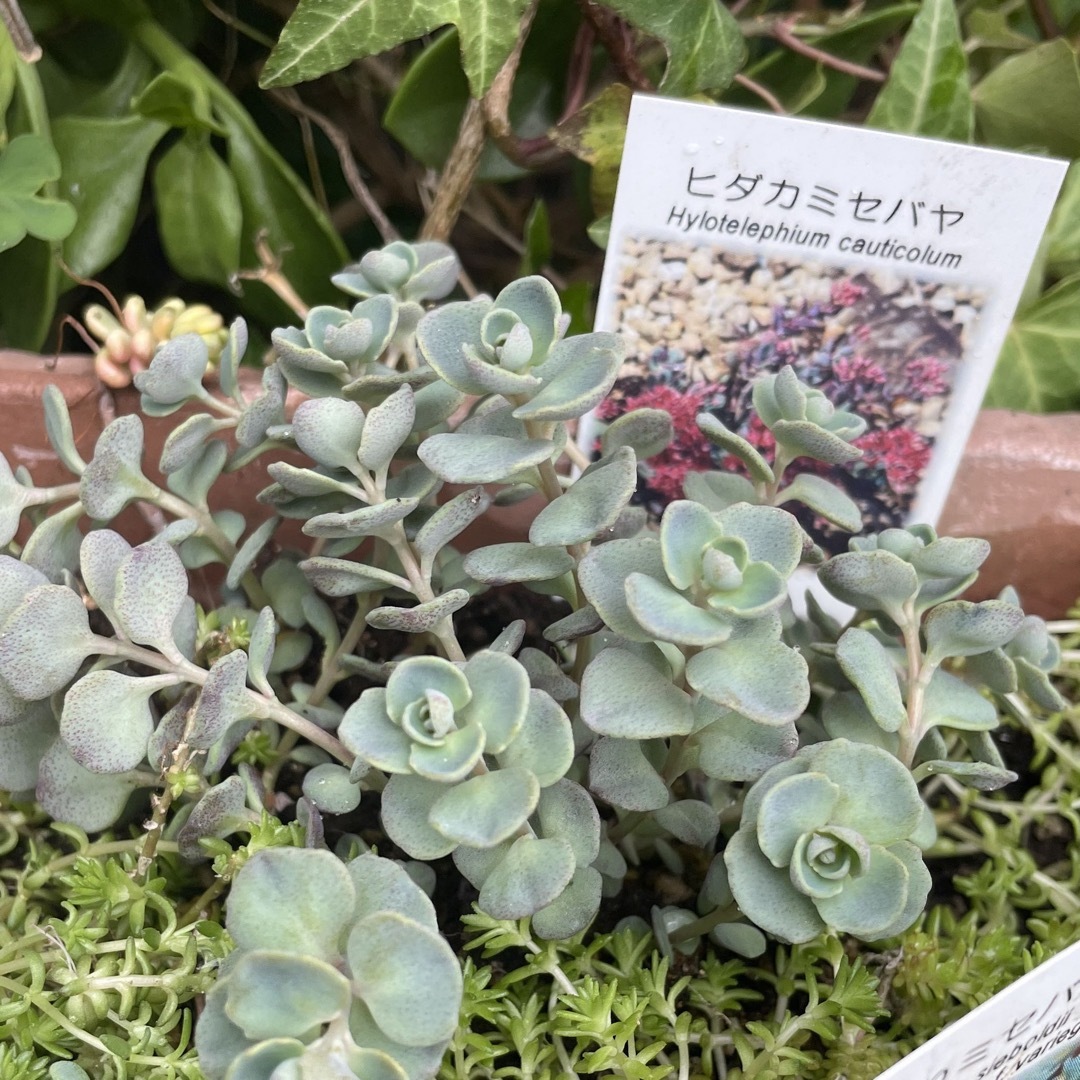 多肉植物　✨希少✨ミセバヤ５種類　カット苗　初心者向け ハンドメイドのフラワー/ガーデン(その他)の商品写真