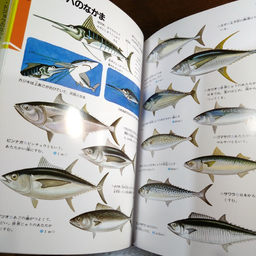 【学研の図鑑】魚（さかな） エンタメ/ホビーの本(絵本/児童書)の商品写真