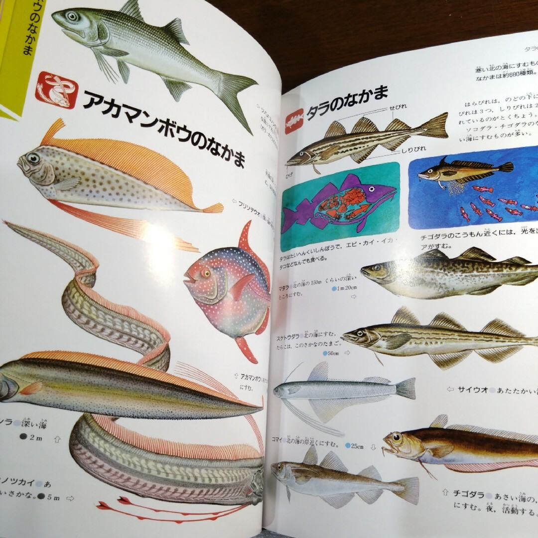 【学研の図鑑】魚（さかな） エンタメ/ホビーの本(絵本/児童書)の商品写真