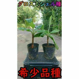 【バナナ苗】幻の品種！グロスミシェルの苗2本（中幹40cm前後）【家庭菜園】(フルーツ)