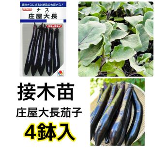 野菜苗‼️種苗店が発送‼️接木庄屋大長茄子4鉢入‼️(野菜)