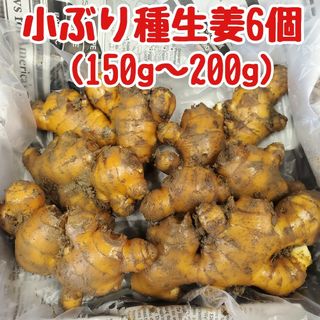 種生姜(150～200g)6個(野菜)