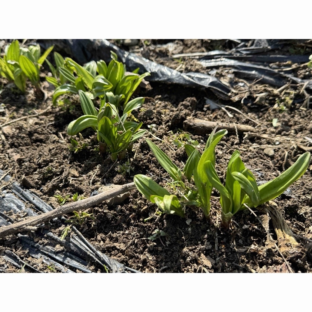 常温便 秋田県産 自然農法 野菜 山菜セット サイズ80 食品/飲料/酒の食品(野菜)の商品写真