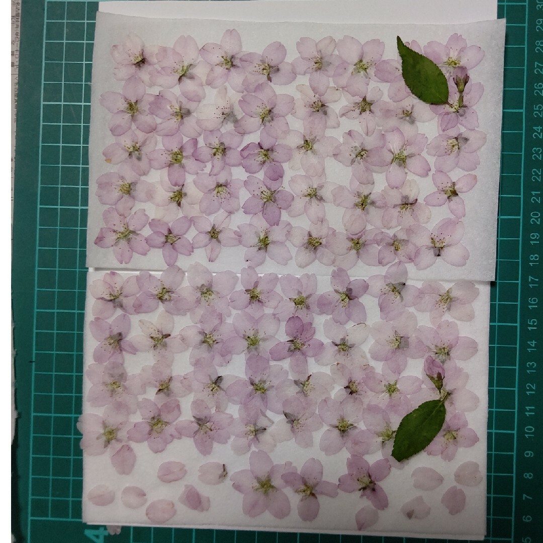 押し花素材。啓翁桜 ハンドメイドの素材/材料(各種パーツ)の商品写真