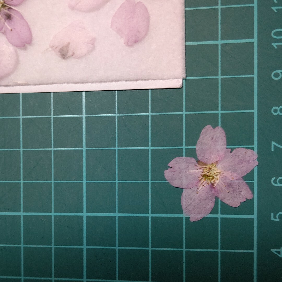 押し花素材。啓翁桜 ハンドメイドの素材/材料(各種パーツ)の商品写真