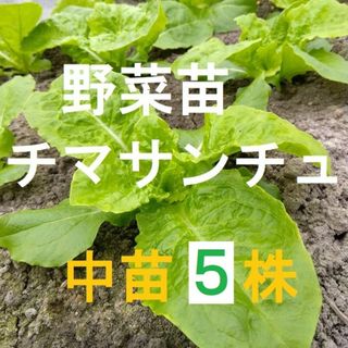 【ネコポス】中苗5株 チマサンチュ苗　無農薬　農薬不使用　野菜苗(野菜)