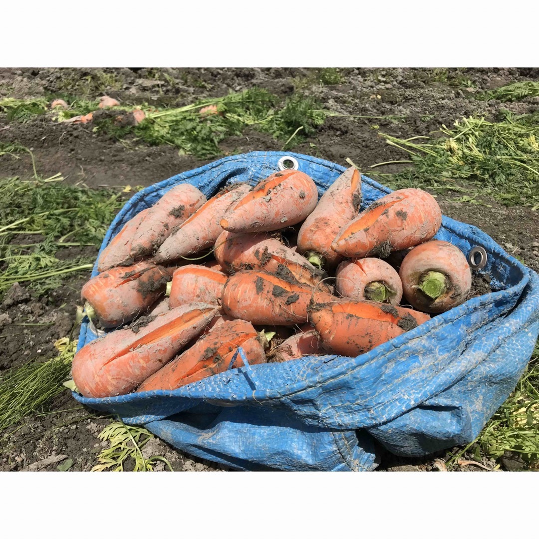 春人参　訳あり 3kg  W 徳島県産 食品/飲料/酒の食品(野菜)の商品写真