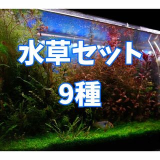 水草セット9種 「水中葉8種+水上葉1種」 無農薬(アクアリウム)