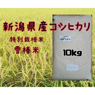 特別栽培米新潟県産コシヒカリ10k(米/穀物)