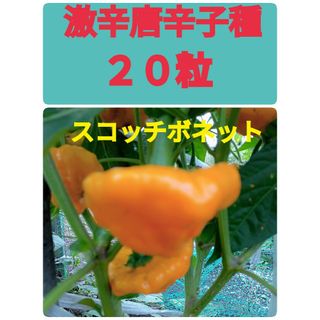 激辛唐辛子種　スコッチボネット(野菜)